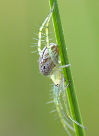 Lined Orbweaver
